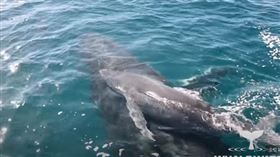 鯨魚母子遭5雄鯨強逼「多人運動」　海豚群搭救影片超震撼