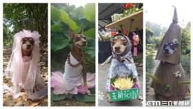 小皮(小皮媽媽授權)