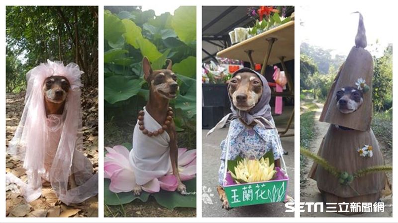 狗界女神卡卡　網大讚「時尚教主」