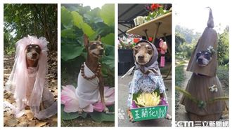 狗界女神卡卡　網大讚「時尚教主」