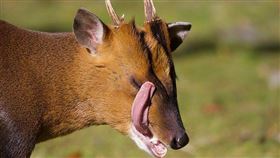 ▲山羌。（圖／翻攝自維基百科）