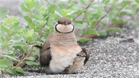 台東燕鴴復雛。