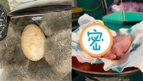 撿到鵜鶘蛋！6天後孵出「粉紅厭世臉」　36天成長過程曝。（圖／翻攝自Twinnies Pelican and Seabird Rescue臉書）