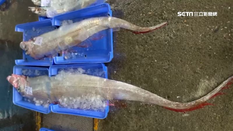 台東又見地震魚！漁民一個月連捕5尾