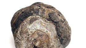 ▲龍涎香（圖／翻攝自百度百科）