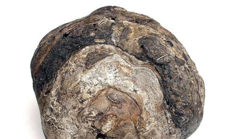 男孩撿到「怪石」　專家：這值2百萬