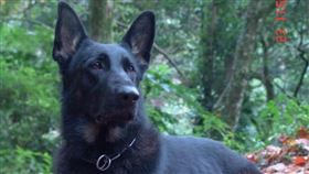 退役搜救犬「希望」領養1天走失…想憑氣味找回消防署的路（圖／翻攝自消防署）