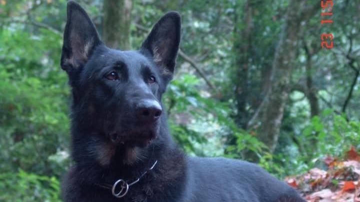 搜救犬被領養走失…想憑氣味回消防署