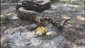 ▲接二連三「蹦出」一塊一塊淡黃色固體。（圖／Mohd redzuan 授權）