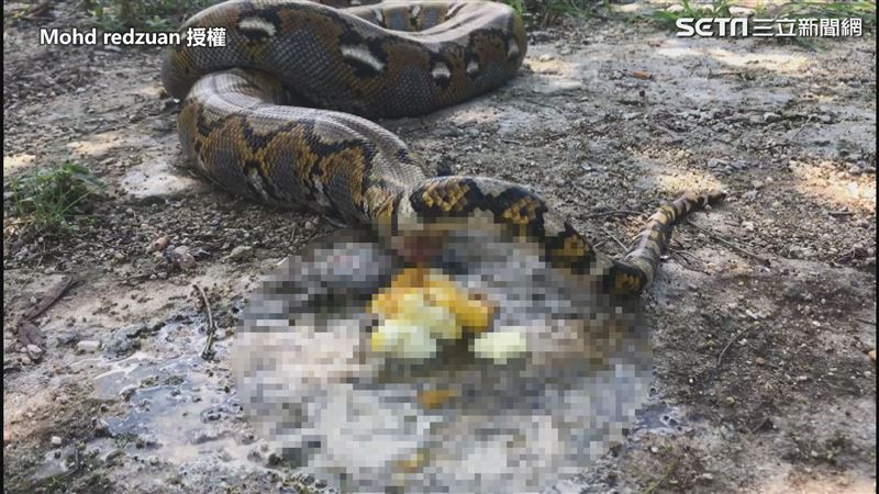 巨蟒排泄響屁聲　網驚：蛇便便長這樣