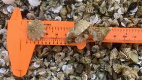 水試所澎湖放流銀塔鐘螺（1）農委會水產試驗所澎湖海洋生物研究中心2日在馬公虎井與七美海域海域，各放流銀塔鐘螺10萬4500顆，充裕海洋多樣性漁業資源。（水試所澎湖分所提供）中央社  109年6月2日