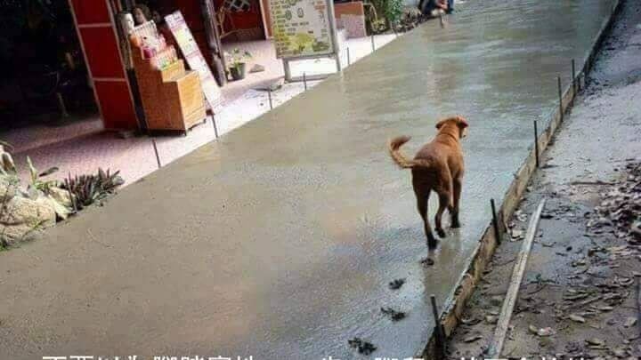 為何狗很愛踩沒乾的水泥？真相竟是…