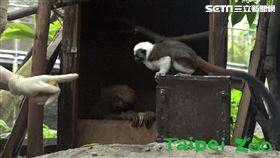樹懶（台北市立動物園提供）