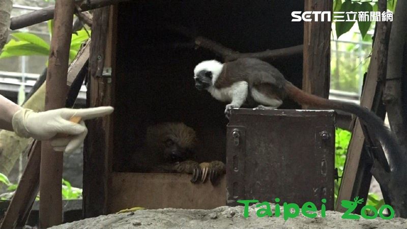 為了看2種動物　民眾大老遠來到台北