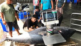 台東成功漁港黑鮪魚大爆發（1）成功鎮新港區漁會總幹事陳俊銘3日說，不知道什麼原因最近鬼頭刀漁獲量大減，但黑鮪魚量大增，與去年同期相比，黑鮪魚捕獲20尾，今年截至目前已捕獲80多尾，上看百尾。（新港區漁會提供）中央社記者李先鳳傳真　109年6月3日