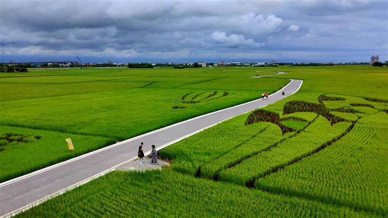 宜蘭版伯朗大道　賞期至6月中旬