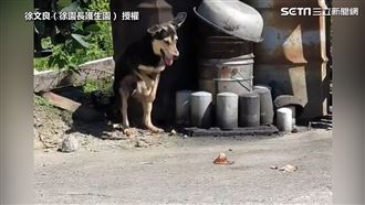 浪浪遭捕獸夾斷掌  袋鼠跳惹人心疼