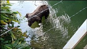 母象,印度,菠蘿,炸彈,誘捕,虐待動物