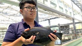 經過5年培育　國產比目魚預定年底上市水試所東部海洋生物研究中心種原庫，經過5年育種成功，國內自行培育的比目魚預計年底上市。中央社記者盧太城台東攝　109年6月3日