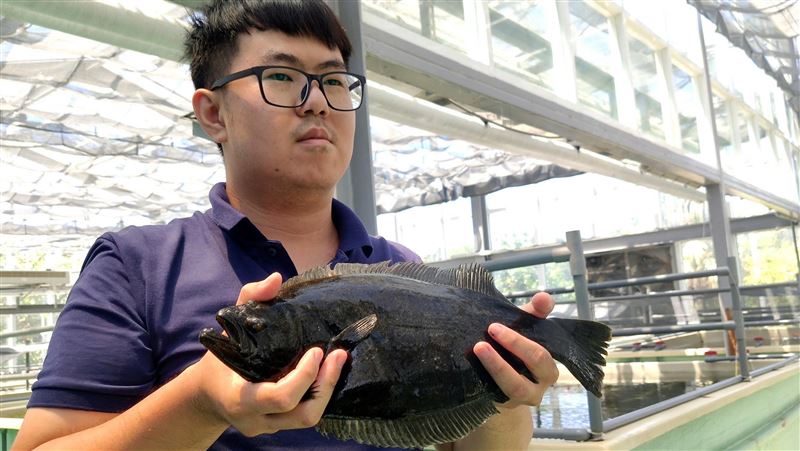 經5年培育　國產比目魚預定年底上市