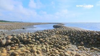 古老捕魚法重現　石滬捕獲千魚豐收