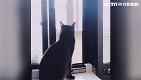 ▲貓，家貓，貓咪，流浪貓，寵物。（圖／記者楊佩琪攝）
