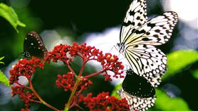 蝶戀社頂舞綠夏  墾管處辦賞蝶活動（2）為增進大眾對國家公園內蝶類生態的了解，墾丁國家公園管理處將於6月14日及7月5日舉辦「蝶戀社頂舞綠夏」活動，活動地點在社頂自然公園。圖為黑點大白斑蝶。（墾管處提供）中央社記者郭芷瑄傳真  109年6月4日