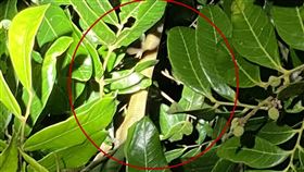 彰化電纜　停電　臭青母（圖／翻攝畫面）