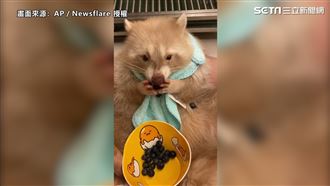 白化浣熊狂吃藍莓　貪吃模樣惹人疼