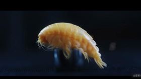 塑膠鉤蝦，有83%和寶特瓶材料相同。（圖／翻攝自YouTube）