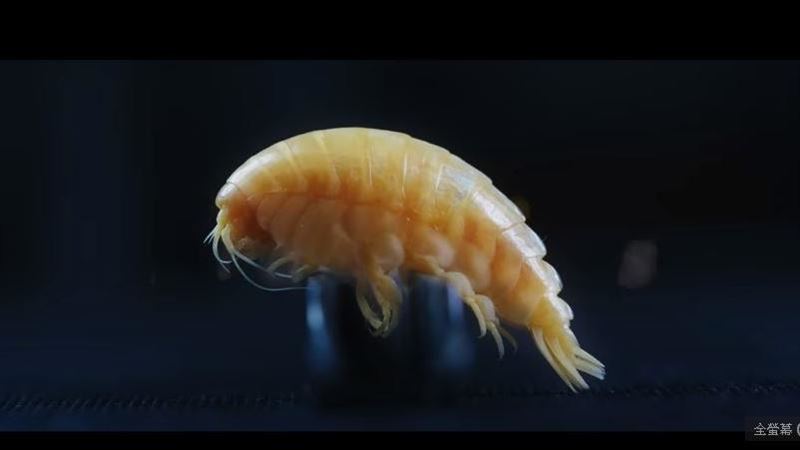 最深海溝新物種！竟含83%塑膠成份