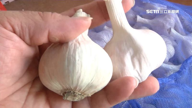 蒜頭突然發芽！內行用「這招」保存到明年