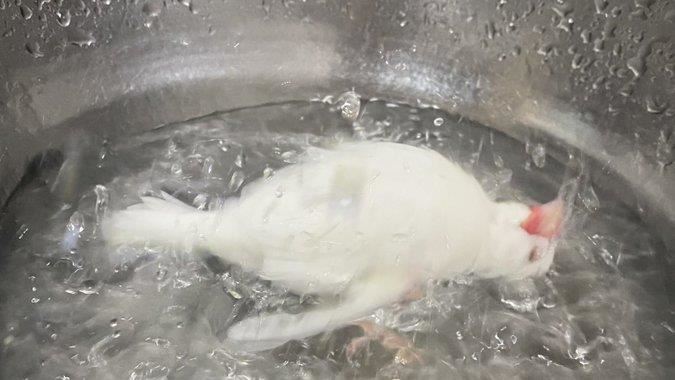 虐待？這張「滾水煮鳥」照誤會大了