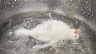 虐待？這張「滾水煮鳥」照誤會大了