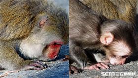 玉山獼猴親吻大地／印莉敏授權提供