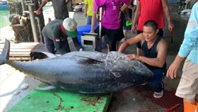台東 成功漁港 鮪魚 黑鮪魚