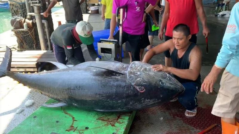 今年最大尾！成功港300公斤黑鮪魚