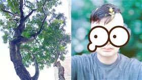 芒果,砸中,灌頂,重擊,芒果樹,幸運,牛頓