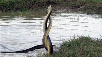 2大南蛇空中交纏半小時！唯美照曝光