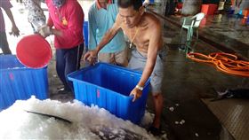 台東新港漁港第100尾黑鮪魚上岸（1）正值鮪魚魚汛期熱潮，台東縣成功鎮新港漁港第100尾黑鮪魚4日上岸，重達327公斤，但因武漢肺炎疫情衝擊消費市場，價格低迷。（台東縣政府提供）中央社記者李先鳳傳真　109年6月4日
