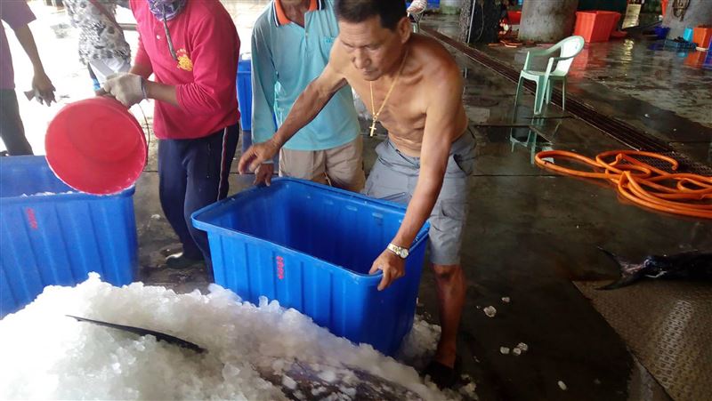 台東新港迎黑鮪魚　疫情衝擊價格下探