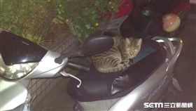 野貓（網友提供）