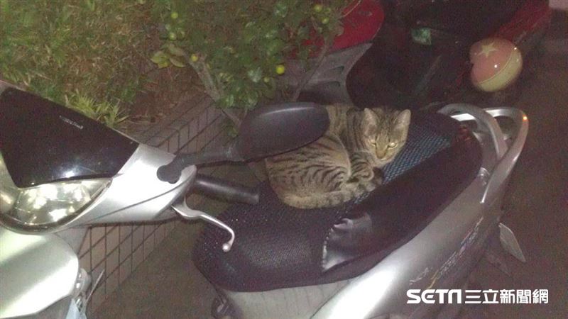 如何防止野貓占據機車？獸醫師教2招
