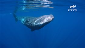 抹香鯨、燈塔水母（圖／動物星球頻道提供）