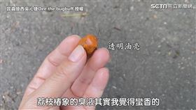 ▲為了自衛會噴出的臭液。（圖／昆蟲擾西吳沁婕Dee the bugbuff 授權）