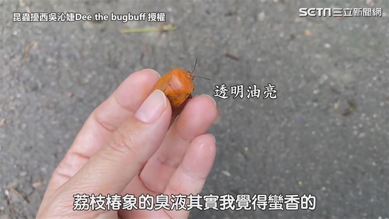 椿象臭液讓皮膚潰爛？專家親身破迷思