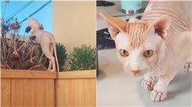 無毛貓性感靠牆（圖／翻攝自 ＠covysmerm抖音帳號）