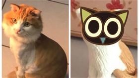 貓咪,愛貓,客製化,公仔,商家,傻眼貓咪