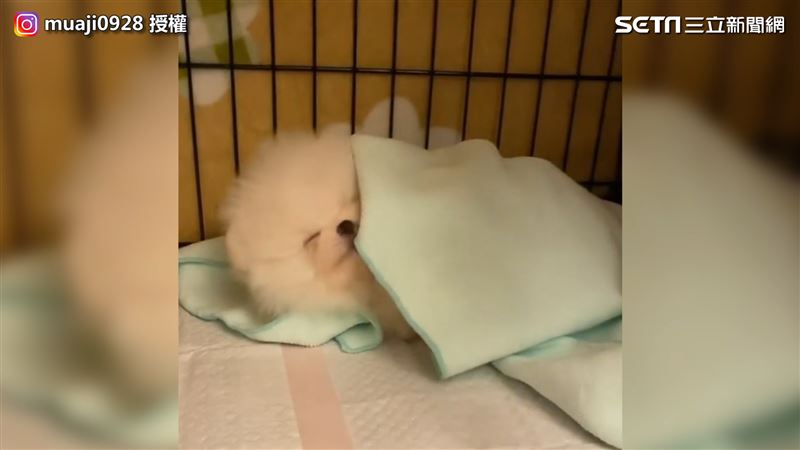 超Q棉花糖博美　半夢半醒自己蓋被子