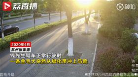 大陸,江蘇,公園,狗,車禍,BMW（圖／翻攝自微博）